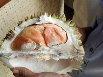 Jagonya Penghasil Durian! Ini 8 Durian Unggulan Jawa Timur