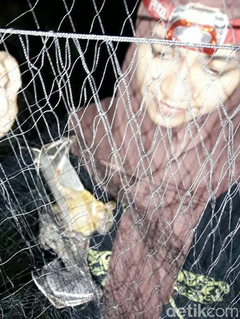 Peneliti Cari Keberadaan Kelelawar Raksasa di Aceh Besar Peneliti Cari Keberadaan Kelelawar Raksasa di Aceh Besar