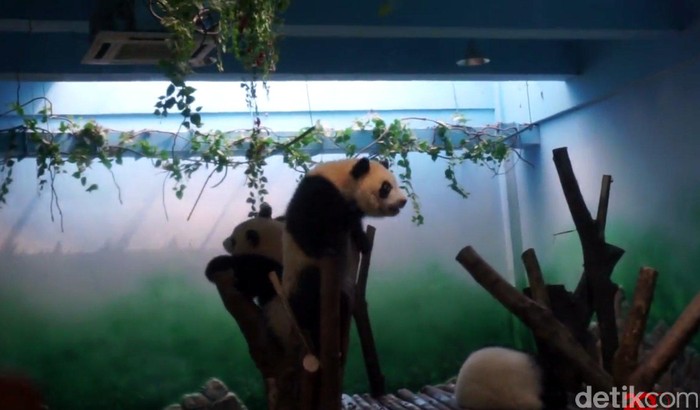 Panda di Chengdu