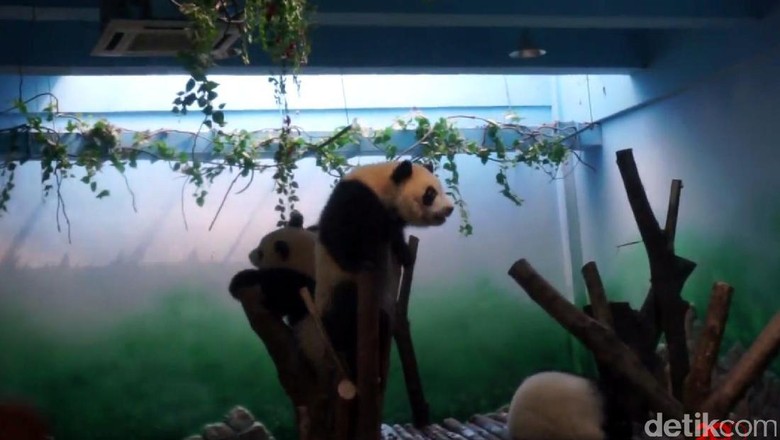 Panda di Chengdu