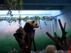 China Luncurkan Kereta Transparan Menuju Desa Panda