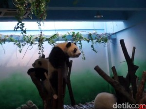 Gemas! Main ke Kampung Halaman Panda di China