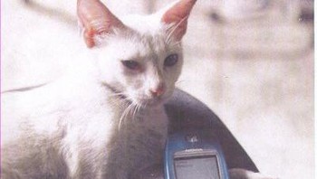 Nokia 3530. Foto: istimewa