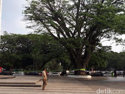 Melongok Ki Hujan Peneduh Balai Kota Bandung yang Tua Namun Kokoh