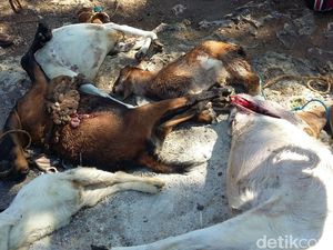 Lagi, 12 Kambing di Gunungkidul Mati Diserang Hewan Liar