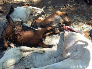 Kadis Pertanian Gunungkidul: Belum Tentu Dimangsa Anjing Liar