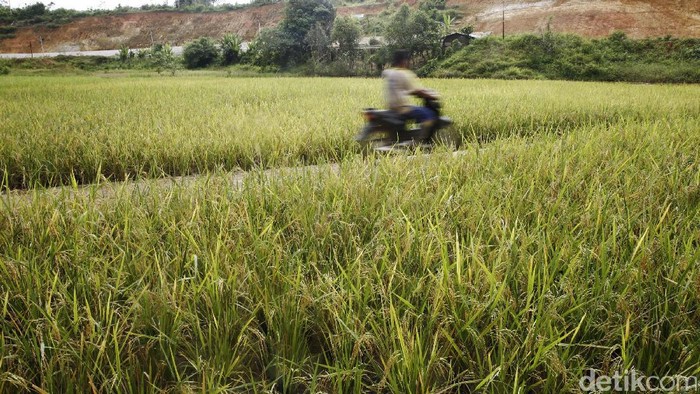 Pemerintah Mau Bikin Korporasi Petani, Apa Itu?