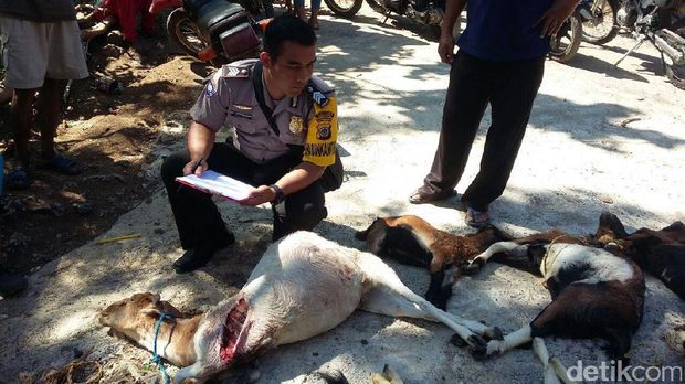 Polisi menyelidiki kematian kambing-kambing di Gunungkidul. 