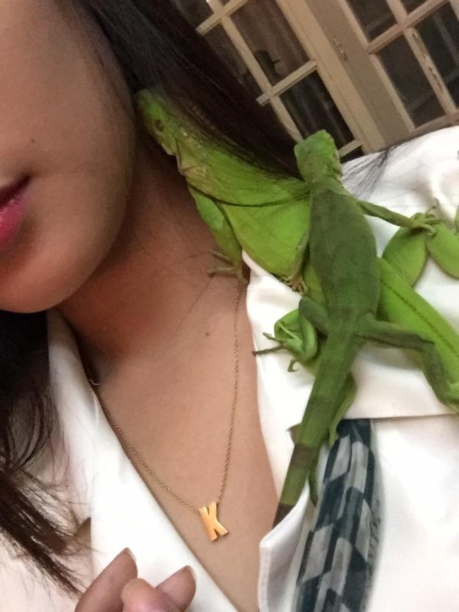 Tak hanya ular, Kheny seperti juga suka dengan hewan reptil. Dalam sebuah unggahan foto, terlihat jika guru SD cantik ini sedang bermain dengan iguana. Foto: Facebook Kheny Soliva Berco