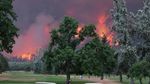 Mereka Asyik Main Golf di Samping Hutan yang Terbakar Hebat