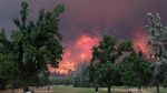 Mereka Asyik Main Golf di Samping Hutan yang Terbakar Hebat