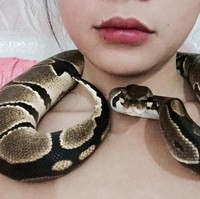 Ular yang diberinama Damien tersebut sering dipamerkan di akun Facebook-nya. Tampak jika Kheny memang sangat menyukai ular tersebut dan sering menghabiskan waktu dengannya. Foto: Facebook Kheny Soliva Berco