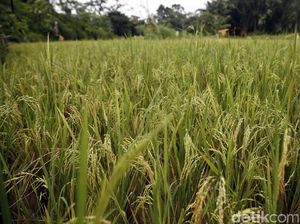 Optimisme Ekspor Beras ke Malaysia dan Realitas Entikong