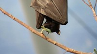 Pteropus vampyrus dapat ditemukan mulai dari Madagaskar ke Australia, Asia, hingga Indonesia. (Foto: Dok. Wikimedia Commons)