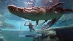 Foto: Lihat Buaya Kayak Begini, Yakin Berani?