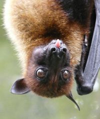 Pteropus vampyrus / 