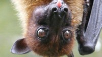 Spesies ini punya telinga lancip serta wajah dan kepala seperti anjing atau rubah.  (Foto: Dok. Wikimedia Commons)