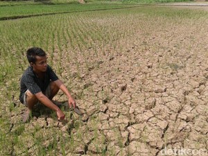 50 Hektar Tanaman Padi di Purworejo Terancam Gagal Panen