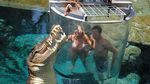 Foto: Lihat Buaya Kayak Begini, Yakin Berani?