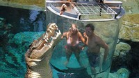 Pihak pengurus Crocosaurus Cove menggunakan umpan untuk menarik buaya keluar dari dalam kolam. Bayangkan dong seramnya seperti apa (Crocosaurus Cove)