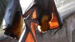 Foto: Vampir di Aceh yang Terancam Punah