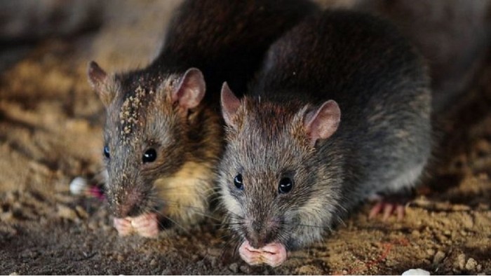 Gadis Difabel Diserang Kawanan Tikus Saat Sedang Tidur