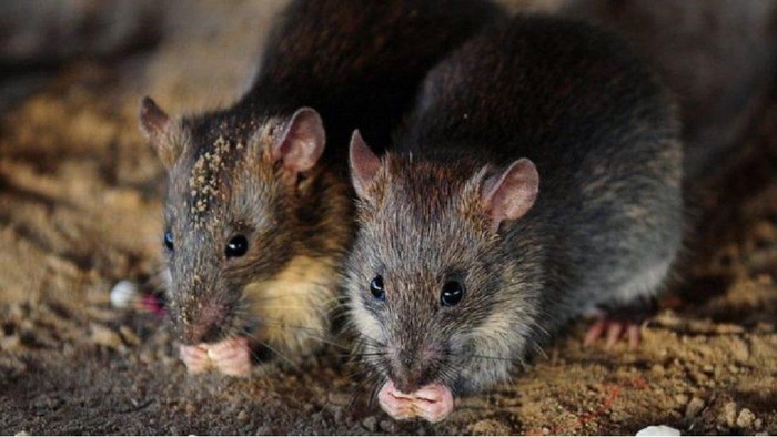 Gadis difabel dimutilasi kawanan tikus ketika sedang tidur