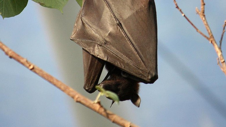 Tentang Vampyrus, Kelelawar Raksasa di Aceh yang Terancam Punah Tentang Vampyrus, Kelelawar Raksasa di Aceh yang Terancam Punah