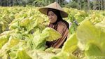 Melihat Aktivitas Petani Tembaku di Lombok