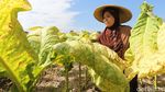 Melihat Aktivitas Petani Tembaku di Lombok