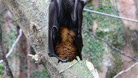 Informasi soal Pteropus vampyrus di Aceh muncul pada Juli lalu di Desa Lamteuba. Tim riset Natural Aceh melakukan penelitian sejak 1 September dan sampai sekarang masih berjalan. Lokasinya di kawasan Pegunungan Seulawah hingga Lamteuba, Aceh Besar. (Foto: Dok. Wikimedia Commons)