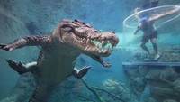 Walau menegangkan, traveler yang bernyali bisa berpose bareng buaya dari jarak dekat seperti wanita ini. Berani tidak? (Crocosaurus Cove)