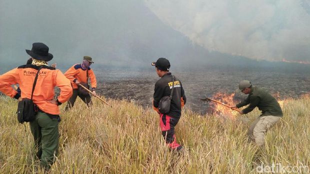 TNBTS: Lahan Ilalang di Kaldera Bromo yang Terbakar 30 Hektar