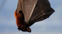 Spesies ini hidup di hutan tropis dan rawa-rawa. Pteropus vampyrus memakan bunga, nektar, dan buah, termasuk pisang dan mangga. Spesies ini bisa hidup selama 15-30 tahun.  (Foto: Dok. Wikimedia Commons)