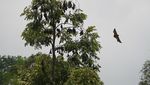 Foto: Vampir di Aceh yang Terancam Punah