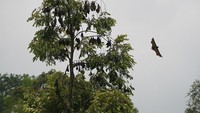 Pteropus vampyrus terancam punah dan masuk International Union for Conservation of Nature (IUCN) Red List.  (Foto: Dok. Wikimedia Commons)