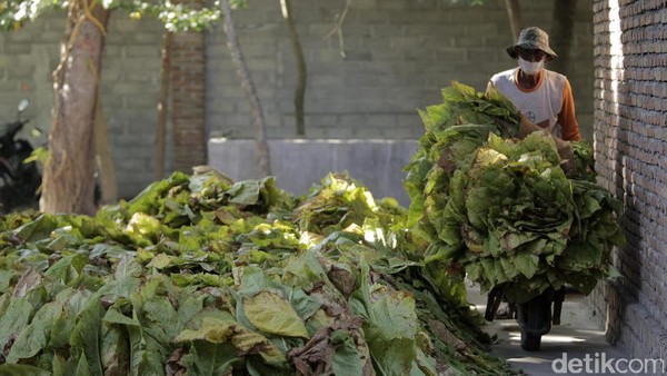 Melihat Aktivitas Petani Tembaku di Lombok