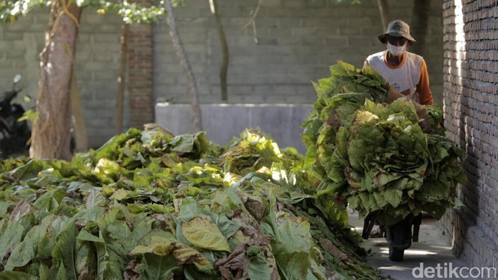 Aktivitas petani tembakau di Training Farm PT Sadhana Arifnusa, mitra pemasok tembakau PT HM Sampoerna Tbk. di Desa Puyung, Kecamatan Jonggat Loteng, Lombok Tengah, NTB. Program kemitraan ini diharapkan menjadi solusi atas salah satu permasalahan tembakau di Indonesia, yaitu belum maksimalnya serapan tembakau lokal.