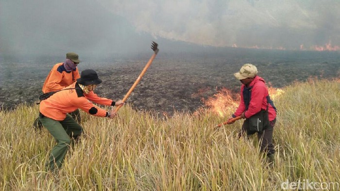 TNBTS: Lahan Ilalang di Kaldera Bromo yang Terbakar 30 Hektar