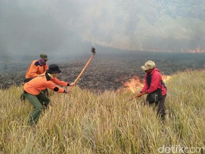 TNBTS: Lahan Ilalang di Kaldera Bromo yang Terbakar 30 Hektar