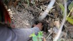 Foto: Tarantula Goreng, Bagaimana Rasanya?