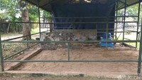 Ini kandang Chester yang berukuran 4 x 4 meter beralas serbuk gergaji