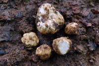 Spesies Jamur Truffle Putih Ditemukan di Asia Tenggara, Ini Lokasinya