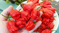 Sejak tahun 2012, South Carolinas The PuckerButt Pepper Company telah memegang rekor cabai paling pedas di dunia. Rata-rata tingkat kepedasannya sekitar 1.569.300 Scoville Heat Units (SHU), mengalahkan Bhut Jolokia atau The Virgin Scorpion Butch T Pepper yang memegang rating cabai terpedas sekitar 1,5 juta SHU. Dan skor cabai terpedas Carolina PorkerButt Pepper Company juga yang disebut-sebut tingkat kepedasannya sebesar 2 juta SHU. Foto: Istimewa