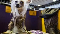 Beragam jenis anjing mengikuti ajang bergensi ini. Mereka terbagi di beberapa kelompok berdasarkan kriteria dan jenis anjing (Carlo Allegr/REUTERS)