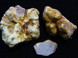 Spesies Jamur Truffle Putih Ditemukan di Asia Tenggara, Ini Lokasinya