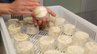 Nah, kalau yang ini sepertinya bisa jadi makanan esktrim dan sangat langka. Keju yang terbuat dari ASI istri seorang chef di sebuah restoran di New York pada tahun 2010. Gimana rasanya? Foto: Istimewa