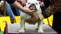 Juri sedang memeriksa seekor anjing jenis Bulldog. Terlihat sangar ya? (Carlo Allegr/REUTERS)