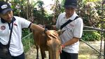 Happy Ending Kuda Chester yang Dulu Dicambuki Meski Terkapar