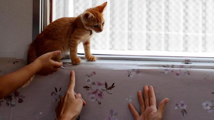 Naik Kereta di Jepang, Bisa Main Sama Kucing-kucing Lucu